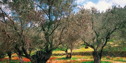 «Η ελαιοπαραγωγή στην αρχαιότητα : Από το απώτατο παρελθόν στο σήμερα».